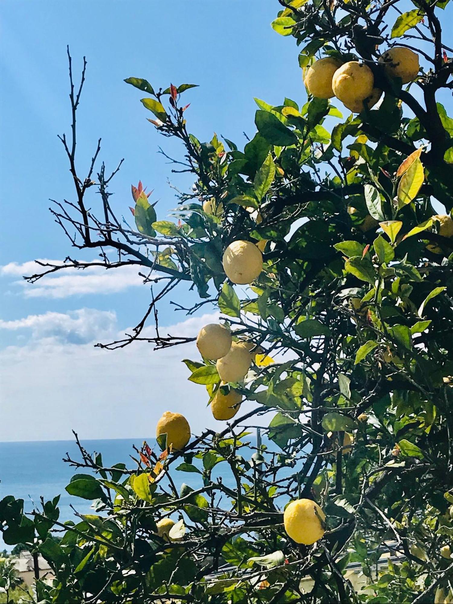 Cav Gli Ulivi Di Bogliasco Villa ภายนอก รูปภาพ